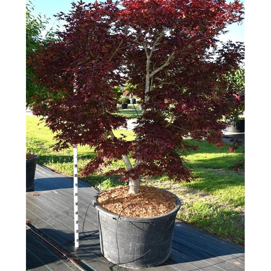 Japansk lönn – Acer palmatum 'Fireglow' - C230 200-250 cm.